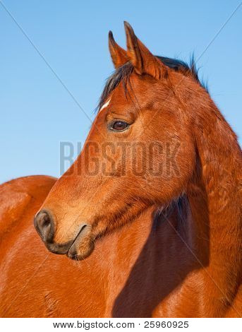 Profil af en smuk rød bay Arabian hest mod klare blå himmel