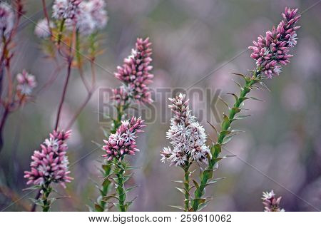 Australian Native Pink Swamp Heath Wildflowers, Sprengelia Incarnata, Family Ericaceae, Growing In R
