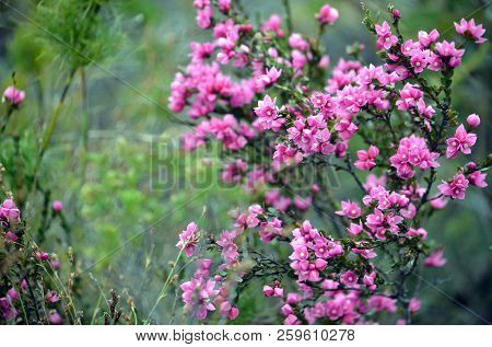 Deep Pink Flowers Of The Australian Native Rose, Boronia Serrulata, Family Rutaceae, Royal National 