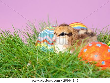 Kleurrijke paaseieren schattig stoutmoedig gekleurde Pasen chick rusten in voorjaar gras onder hand geschilderd