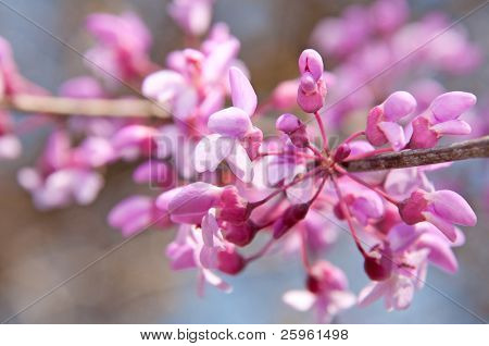 Closeup východní Redbud květiny v plném květu