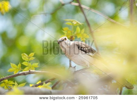 Northern Mockingbird peeking through leaves