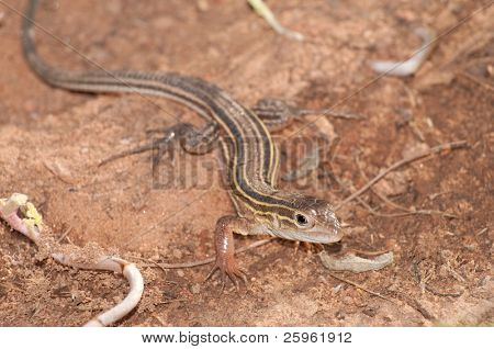 Seks-foret Racerunner whiptail i sit naturlige miljø