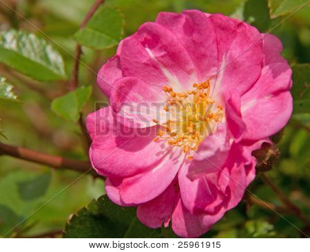 Hot pink Polyantha rose i haven