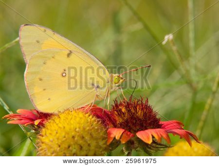 Uykulu turuncu kelebek, Eurema nicippe, bir Hint battaniye çiçek besleme