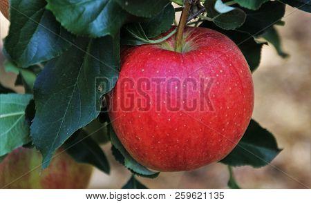 Russian Apples-in Russia Are Very Common Fruits Such As Apples. They Grow Virtually All Over The Cou