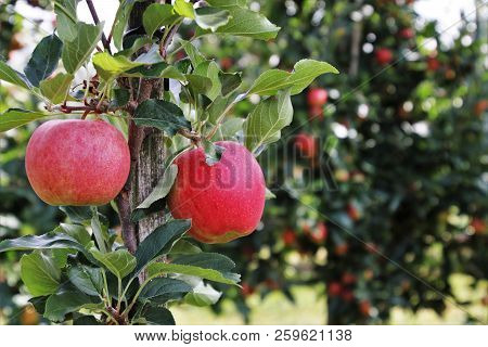 Russian Apples-in Russia Are Very Common Fruits Such As Apples. They Grow Virtually All Over The Cou