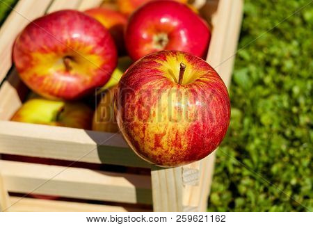 Russian Apples-in Russia Are Very Common Fruits Such As Apples. They Grow Virtually All Over The Cou