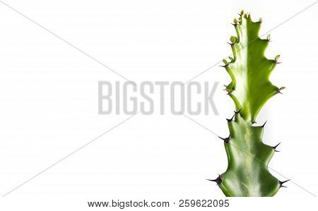 Freshness Bud Of Dragon Bone Cactus On White Background