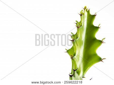 Freshness Bud Of Dragon Bone Cactus On White Background