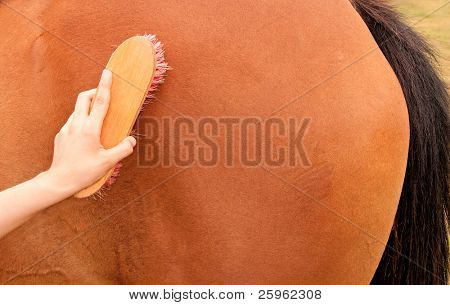 abbild Closeup von Bürsten das Hinterteil eines Pferdes