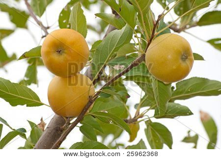 Tre mele maturazione in un albero