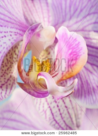 Immagine di primo piano di un fiore di orchidea, messa a fuoco selettiva sul labbro della fioritura