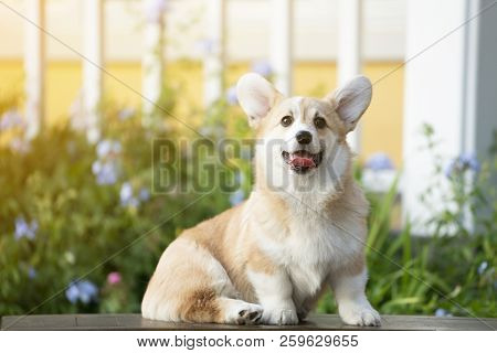 Corgi Dog On The Grass In Summer Sunny Day