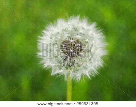 Dandelion (taraxacum Officinale) Aka Common Dandelion Flower Watercolor Illustration