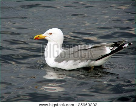 ลารัส fuscus น้อยกว่าดำแอ่น gull ว่ายน้ำในทะเล