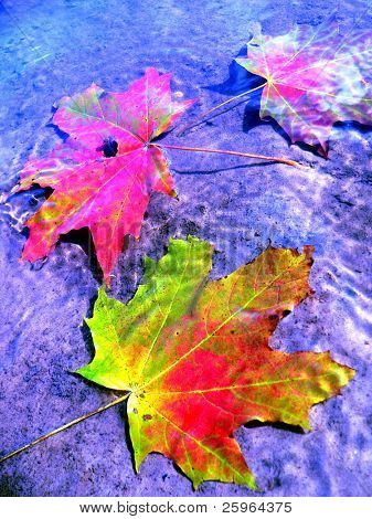 Autunno foglie galleggianti in acqua. Un po ' litle astratto.