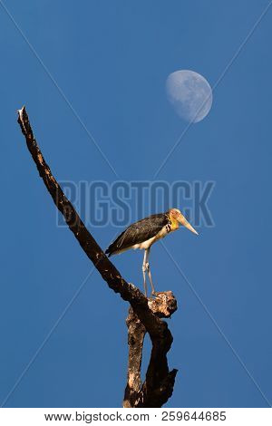 Lesser Adjutant Stork Are Hanging On Branches On Blue Sky And Moon.