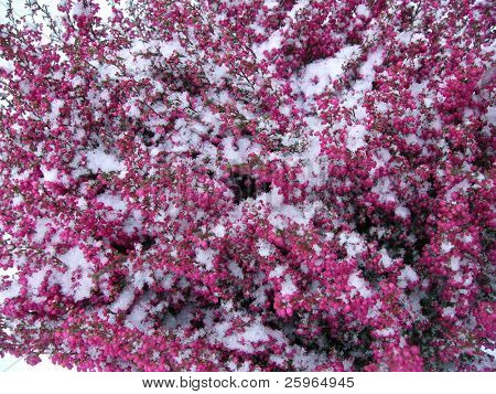 Blumen mit Schnee bedeckt