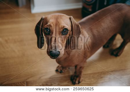 Portrait Of A Brown Smooth Hair Dachshund, Standing On The Wooden Floor, Looking Curiously At The Ca