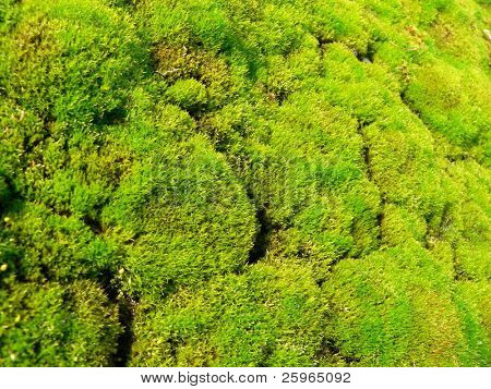 Verde musgo