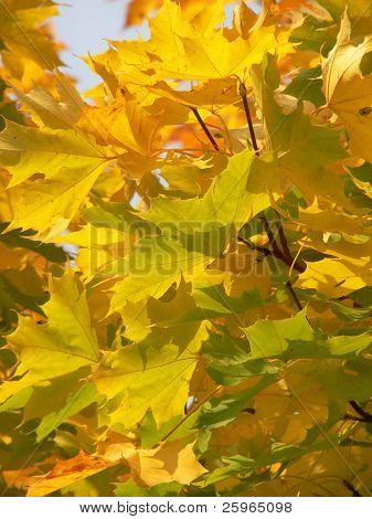 Hoja de otoño soleada
