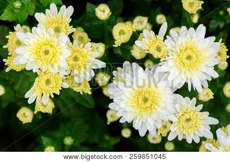 White Chrysanthemum Flower With Yellow Center
