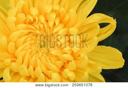Closed Up Of Vivid Yellow Chrysanthemum Flower,