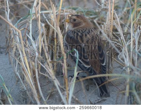 Snow Bunting At The Beach Of Ijmuiden.