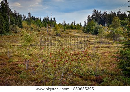 Beautiful Black Forest In Germany Baden Wuerttemberg
