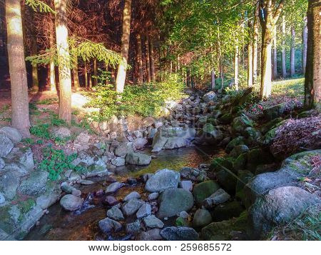 Beautiful Black Forest In Germany Baden Wuerttemberg