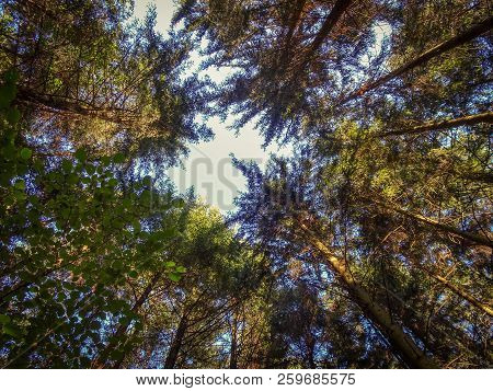 Beautiful Black Forest In Germany Baden Wuerttemberg