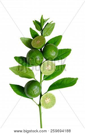 Lime And Leave Set On White Background