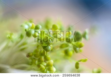 Lucerne Sprouts Macrophotographs On The Exfoliated Background.mikrogreen Super-food.