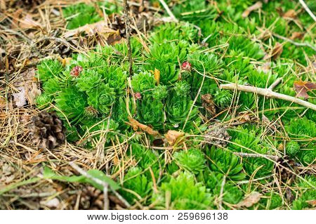 Sempervivum In The Natural Environment On The Ground, Lined With Pine Needles