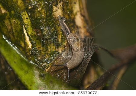 Limace sur un arbre