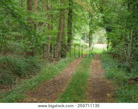 summer time in a forest in germany