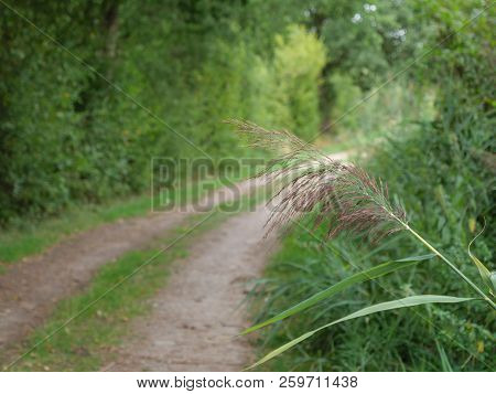 summer time in a forest in germany