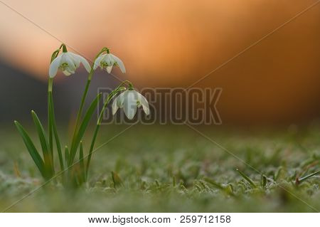 Galanthus Nivalis F.flore Pleno  Spring Flowers In Sunrise Light. White Snowdrop Flower With Abstrac