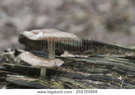Deer Mushroom (pluteus Cervinus) Near A Birch Tree Stump