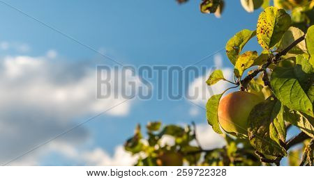 The Ripe Apple Hangs On The Branch Of The Tree