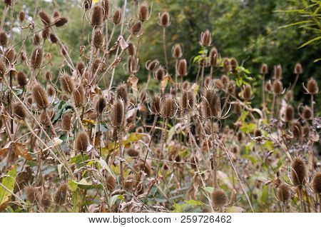 Teazle Heads In The Autumn Afternoon Sunshine