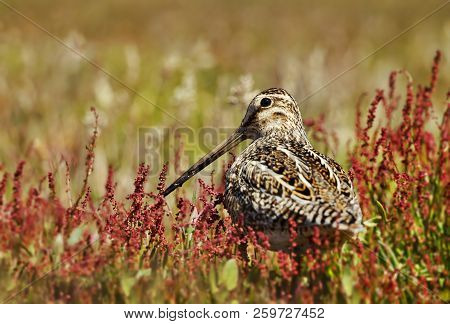 Low Angle Photo Of A Snipe In A Meadow, Falkland Islands.