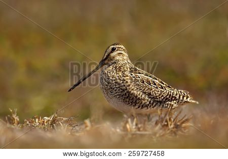 Close Up Of A Snipe Feeding In Wetlands.