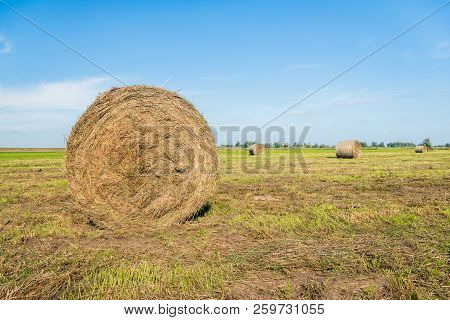 Large Role Of Harvested Grass In The Foreground Of Recently Cut Grassland With Multiple Roles. It Is