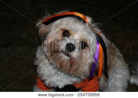 Cavachon Puppy Posing In Her Halloween Outfit