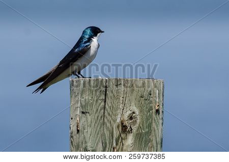 Spunky Little Tree Swallow Perched On Top Of A Wooden Post