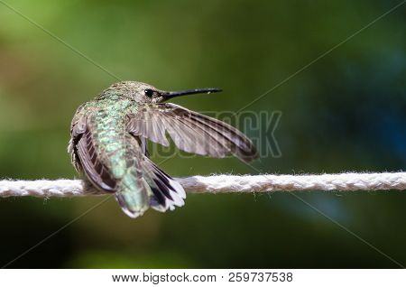Broad-tailed Hummingbird Perched On A Piece Of White Clothesline