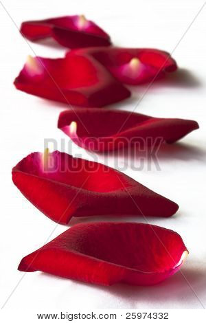 Pétales de Rose épars