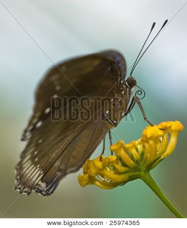 花の蝶
